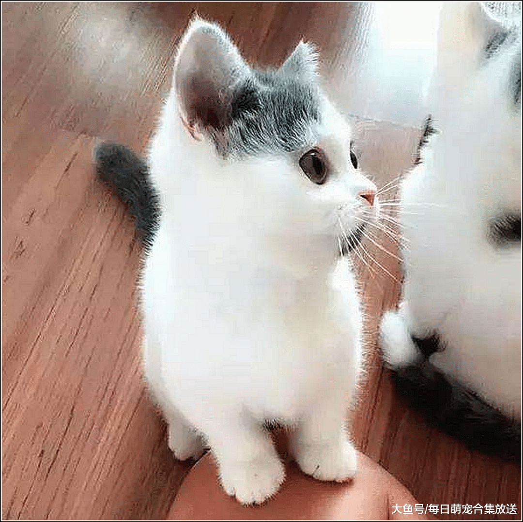 女主出门忘关小奶猫，下班后才记起，急忙回家一看瞬间被萌化了