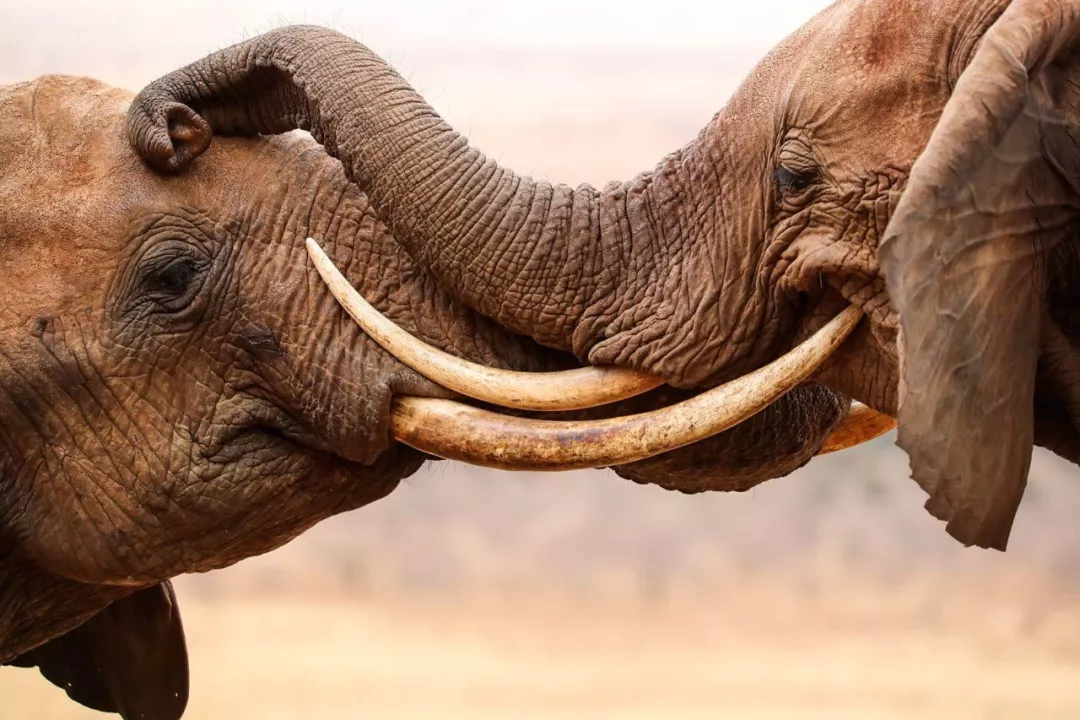 遭遇肯尼亚（一）跟着肖戈拍大象