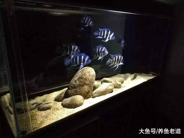在觀賞魚的飼養過程中，遇到以下意外情況我們要去適當換水！