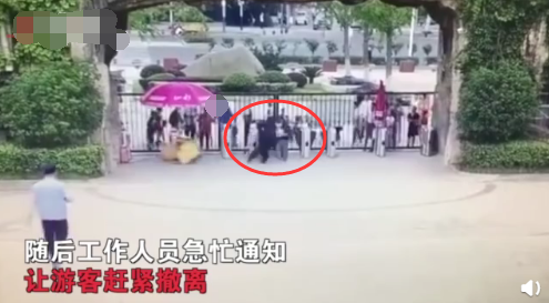 合肥动物园黑猩猩出逃，一男子被它一脚踹飞！