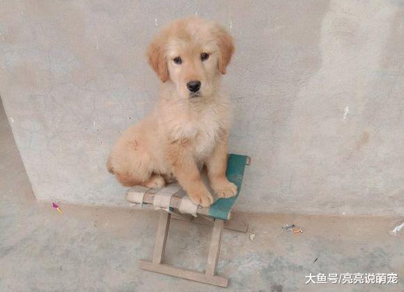 金毛寻到有缘人了，网友在集市上一眼就相中了它，看对眼了