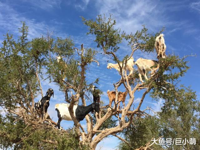 网红景点山羊爬树，游客必去打卡拍照，然而是剥削山羊的骗局