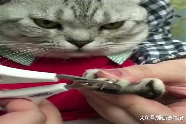 網友給美短貓剪指甲，一臉不情愿卻絲毫沒有掙扎，這貓咪好淡定啊