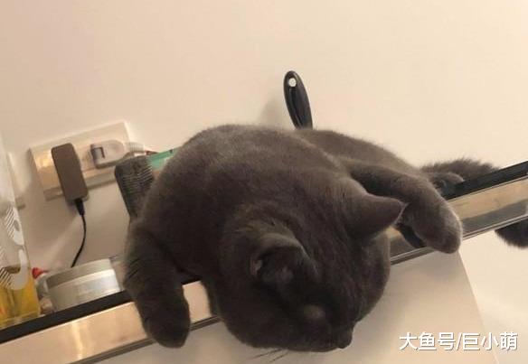 猫猫偷吃主人下午茶，被主人发现并拍下来后，瞬间扭头装没事