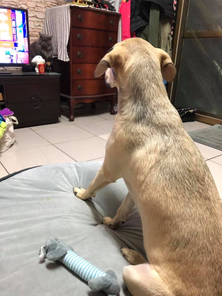 狗子也冻龄，4个月和2岁一模一样，网友羡慕了