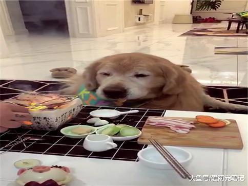 网友在做烤肉时, 金毛趁她不注意就开始偷吃鸡翅, 小眼神里都是戏