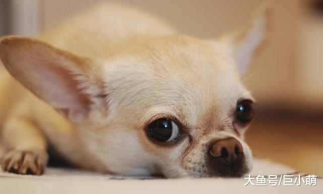 狗狗胃胀气，臭屁放不停，教你四招缓解狗狗肠胃胀气