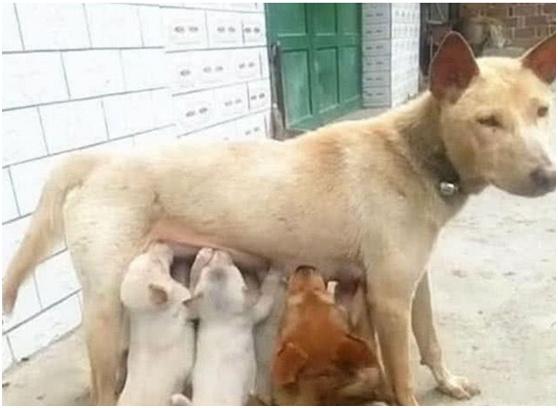 狗妈妈在喂奶, 狗爸爸一出现, 就遭到主人臭骂?