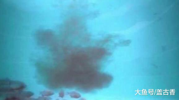 大爷饲养160条食人鱼，饿了一礼拜后，跳进水池里却让人意外
