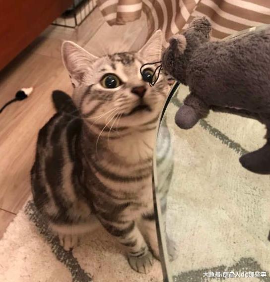 猫咪突然不吃东西了，这是有原因的，你家猫咪属于哪一种情况呢？