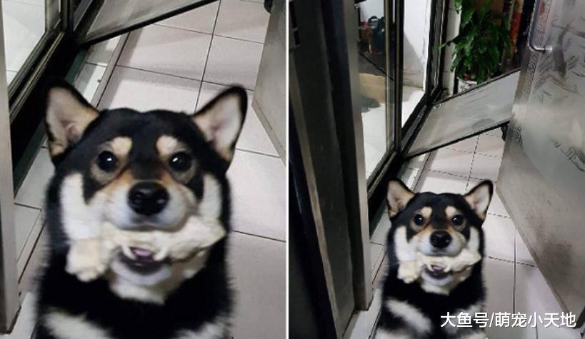 柴柴拆家熱情迎接家人，飼主無奈：到底該哭還是笑呢？