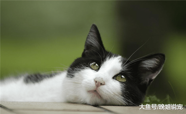 猫咪老了后, 它会有5种表现, 宠主要注意观察, 别忽视了
