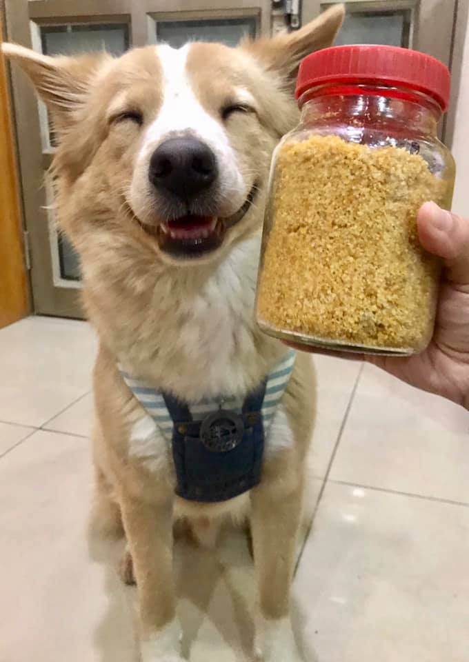 妈妈开监控偷瞄小狗子，它在看电视？