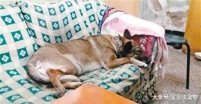 我们当它是伙伴，它却当我们是亲人，看到第6个我再也受不了了