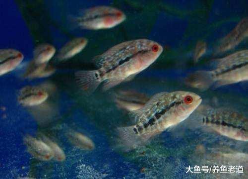 市面上常见的小观赏鱼混养原则，还要小心大鱼的孩子！