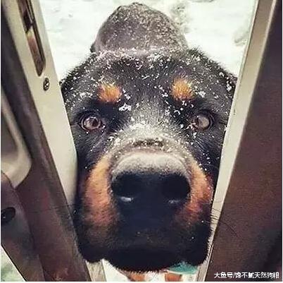 为了罗威纳犬的健康，请停止这些做法，会缩短它寿命的！