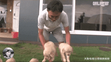 金毛刚成年就生了13只娃，被缠得没地方躲，“人生”太难了