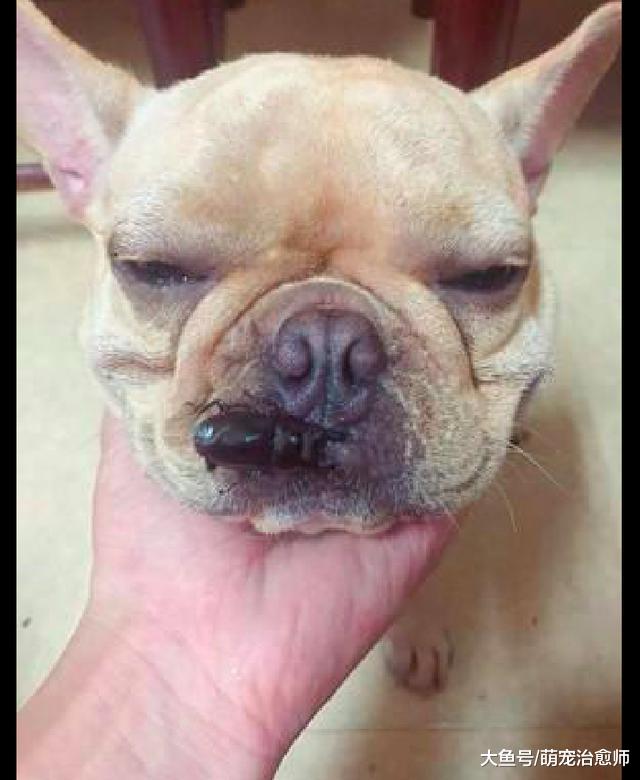 法斗出门玩了一趟，嘴巴被甲虫夹了却还不知道，都是肉多惹的祸！