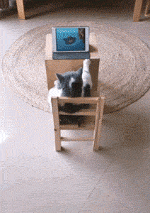 流浪猫多了家猫压力大了，为了让主人开心，猫星人使出了浑身解数