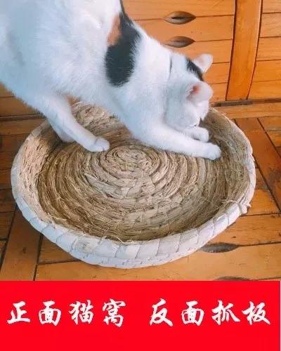 一到夏天，鸡窝的买家秀全是猫