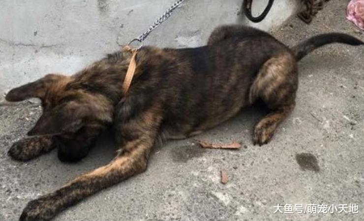 偷尿尿在客廳的狗狗秒奔廁所變海豹，耳朵內縮：原諒我嘛