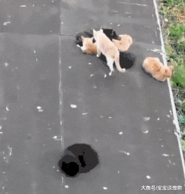 猫要是坏起来，能有多气人？