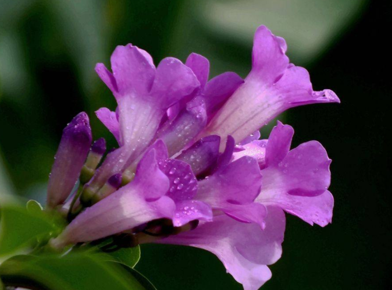 想要把蒜香藤养得很好，需要先了解它的生长习性