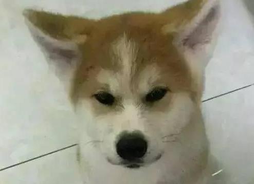 狗市上花3500买了只柴犬, 养了一阵后, 却获得了“惊喜”