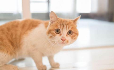 猫咪是如何记住你的？原来是通过这4种方式！果然不是单纯靠认脸