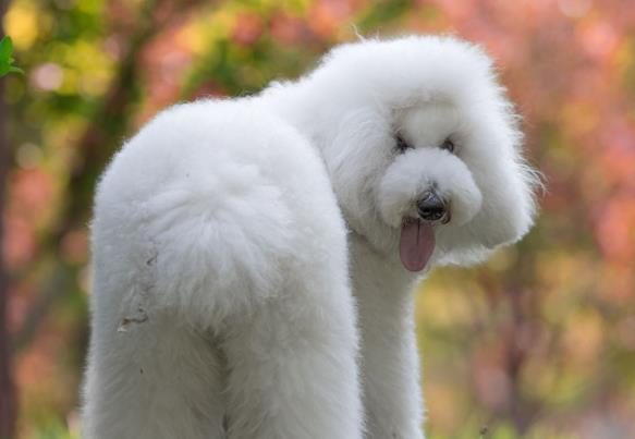 巨型泰迪长大也粘人要抱抱, 主人好像抱了只羊驼, 太搞笑了