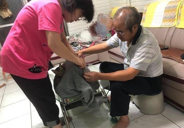 刚把猫咪带回家，爸妈还威胁有它无我，两个月后却整天围着猫咪转