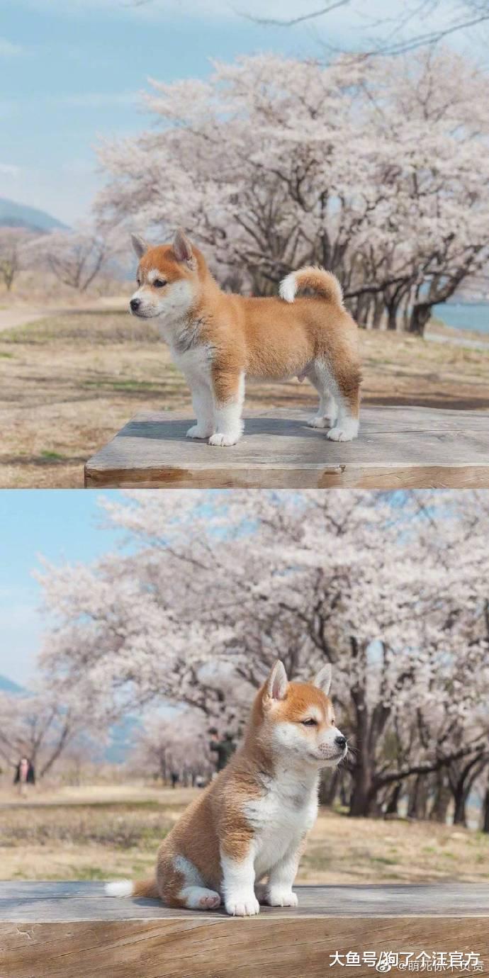 据说，爱一个人的眼神是藏不住的