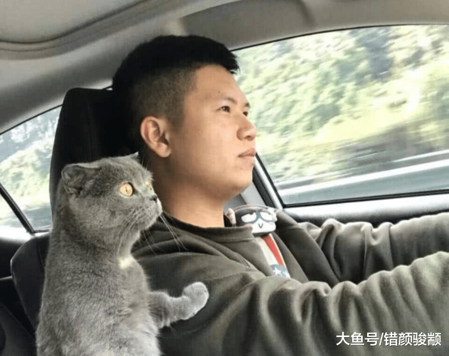 宠主正在开车，猫咪突然伸爪搭肩，有谁注意到后座猫的表情