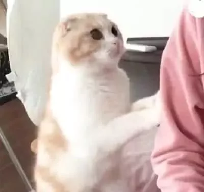主人抬了个手，猫咪误以为主人想摸它，自己把脑袋凑过去了！结果尴尬了