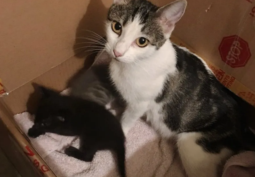 猫妈妈为了保护小孩，将小奶猫从狗洞中，偷偷送进好心人家