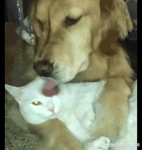 金毛抱着猫咪给它舔毛, 而猫咪一脸享受表情: 大舌头就是不一样!