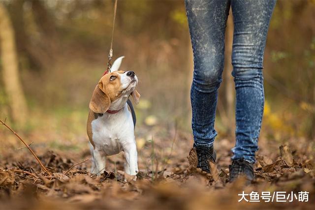 我的狗狗像个跟屁虫，走哪跟到哪，这到底是因为什么