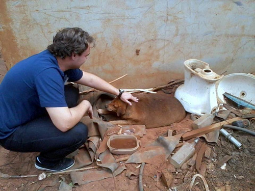 一只胖到走不了路的流浪狗，在正能量的影响下成功减肥三十磅