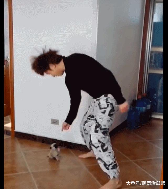 主人想和小狗斗舞，沒想到它還回應跳起來：讓你見識我的萌萌舞！
