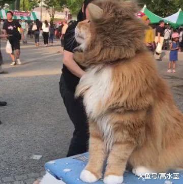 橘猫戴了个狮子头套，当它转过头的那一刻，简直帅爆了