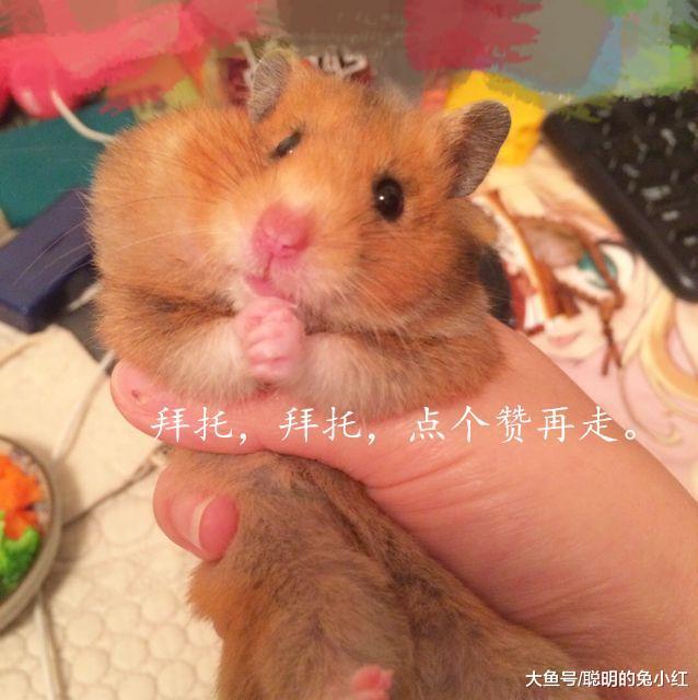 当家养流浪猫，遇到仓鼠，猫：你是来搞笑的吗？