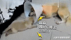 伟大母爱！流浪狗妈车祸重伤，眼球都要掉出来，拼死回窝只为给狗宝喂奶