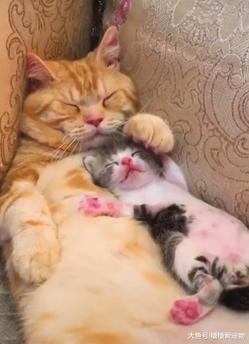 躺在猫哥的肚皮上睡到忘我，下一秒就笑了，主人：让你睡觉不老实