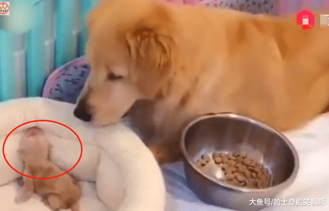 金毛生了个“独苗”，结果把它当宝一样，去哪里都随身携带