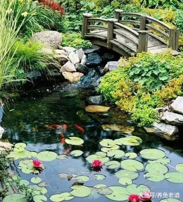 鱼氨氮中毒除了换水加强过滤，培养硝化细菌以外还有什么方法？