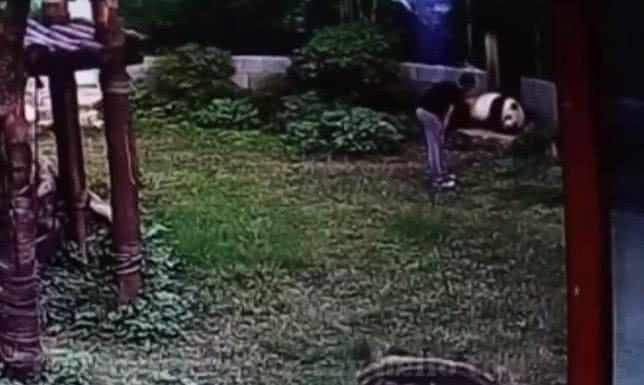 男子胆子大, 爬进熊猫园拍醒正在睡觉的熊猫, 接下来一幕让人傻眼