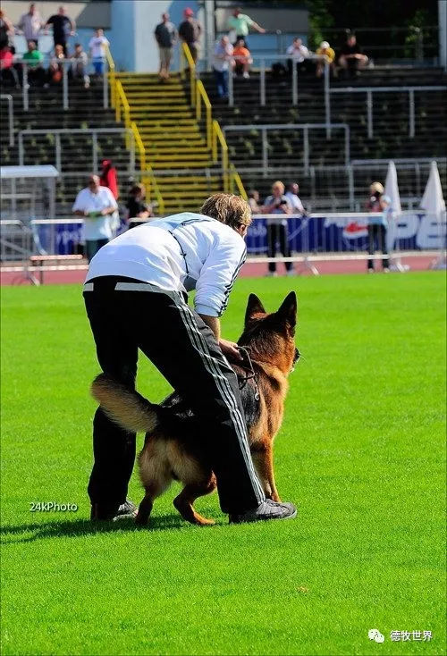 德牧传奇 狼王VA1威嘎斯VA1 Vegas du Haut Mansard