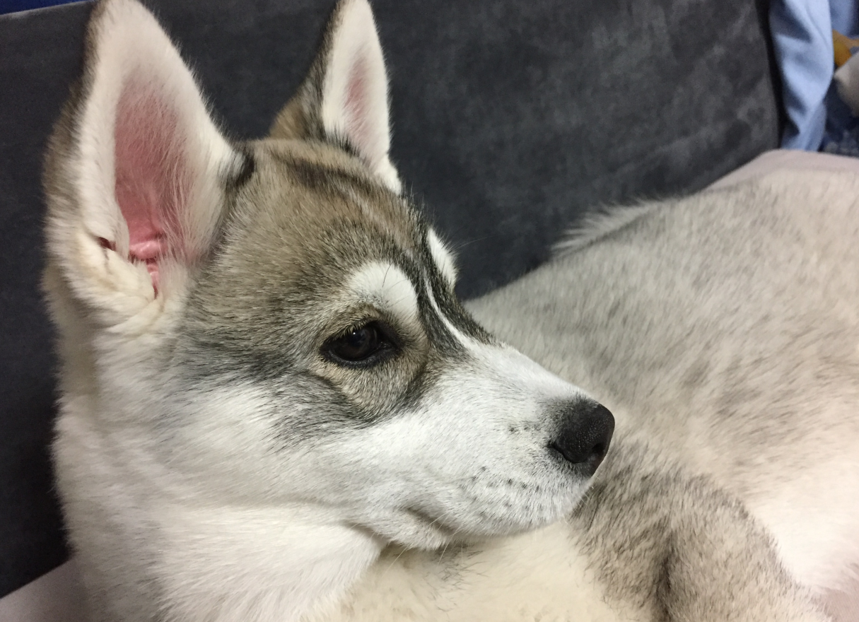 游泳池对您的宠物的作用