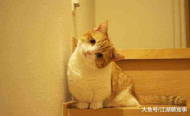 想知道家里的猫咪智商高不高，看它有没有这3个能力