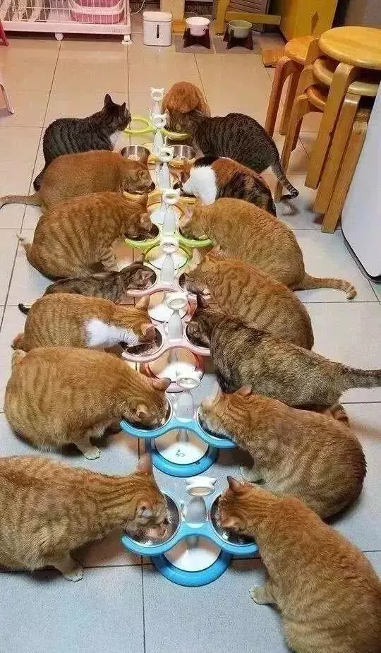 传说中的养猫大户人家, 一般人不敢想象...